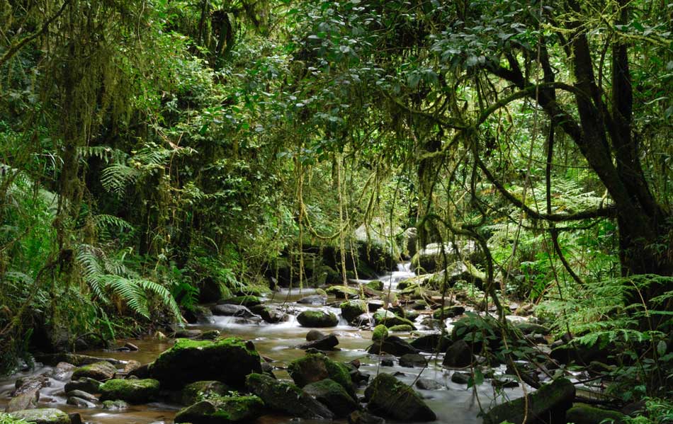 Ranomafana Nationaal Park.
            Het Ranomafana tropische regenwoud strekt zich uit van de bergen tot in de vallei en ligt op een hoogte van tussen de 600 en 1400 meter. 
            Het heeft een grote verscheidenheid aan plant - en diersoorten en trekt wetenschappers uit de hele wereld. 
            Het regent er in alle jaargetijden en het wordt er zelden heet. Bij een bezoek aan het park zijn goede wandelschoenen met profiel een must, 
            de paden kunnen soms nat en glibberig zijn